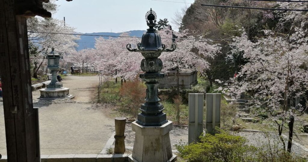 施福寺　山並みと桜