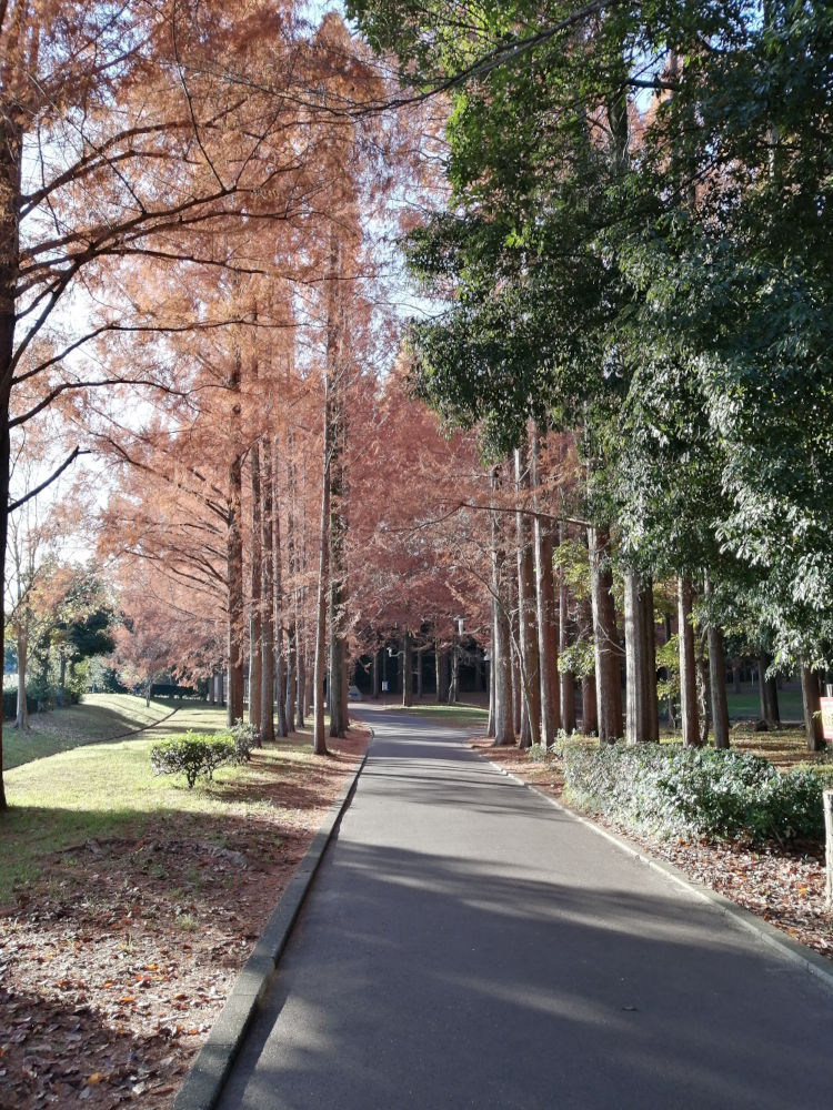 新檜尾公園　メタセコイヤ