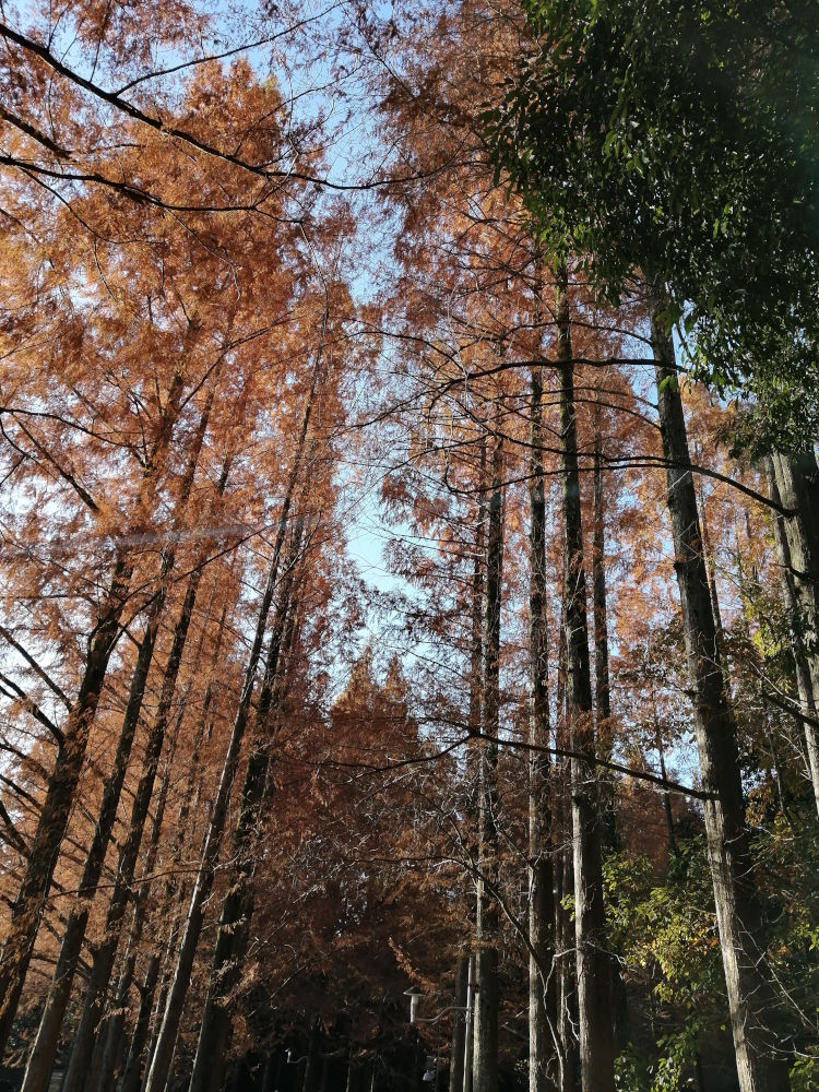 新檜尾公園　メタセコイヤ