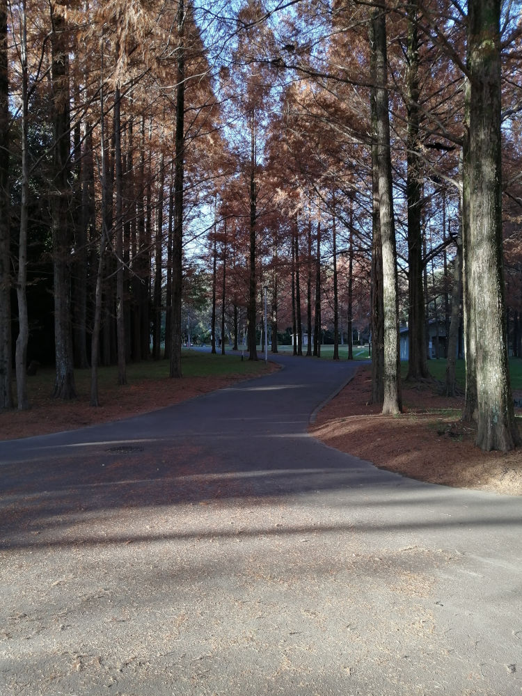新檜尾公園　メタセコイヤ