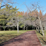 新檜尾公園から鴨谷公園の散歩~ノルディックウォーキングやグラウンドゴルフを楽しむ姿も